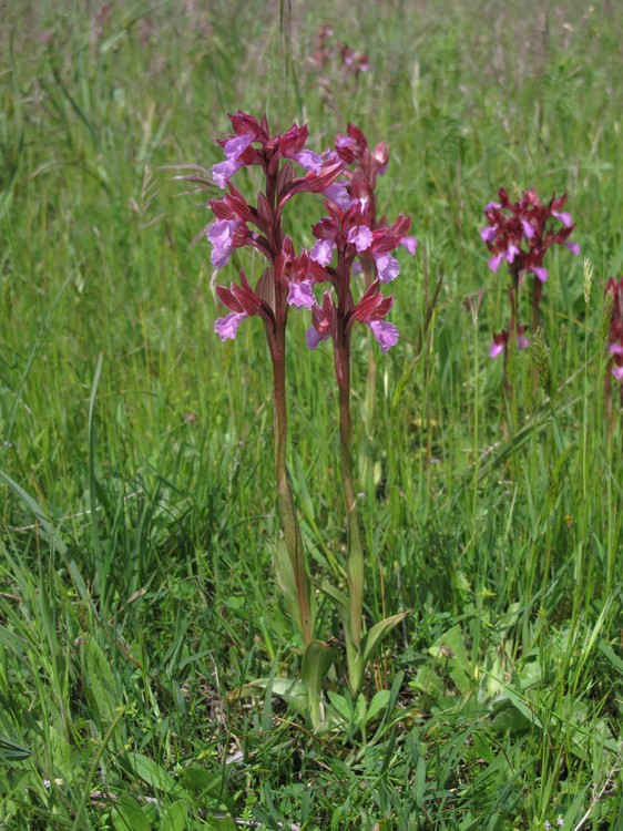 Anacamptis papilionacea